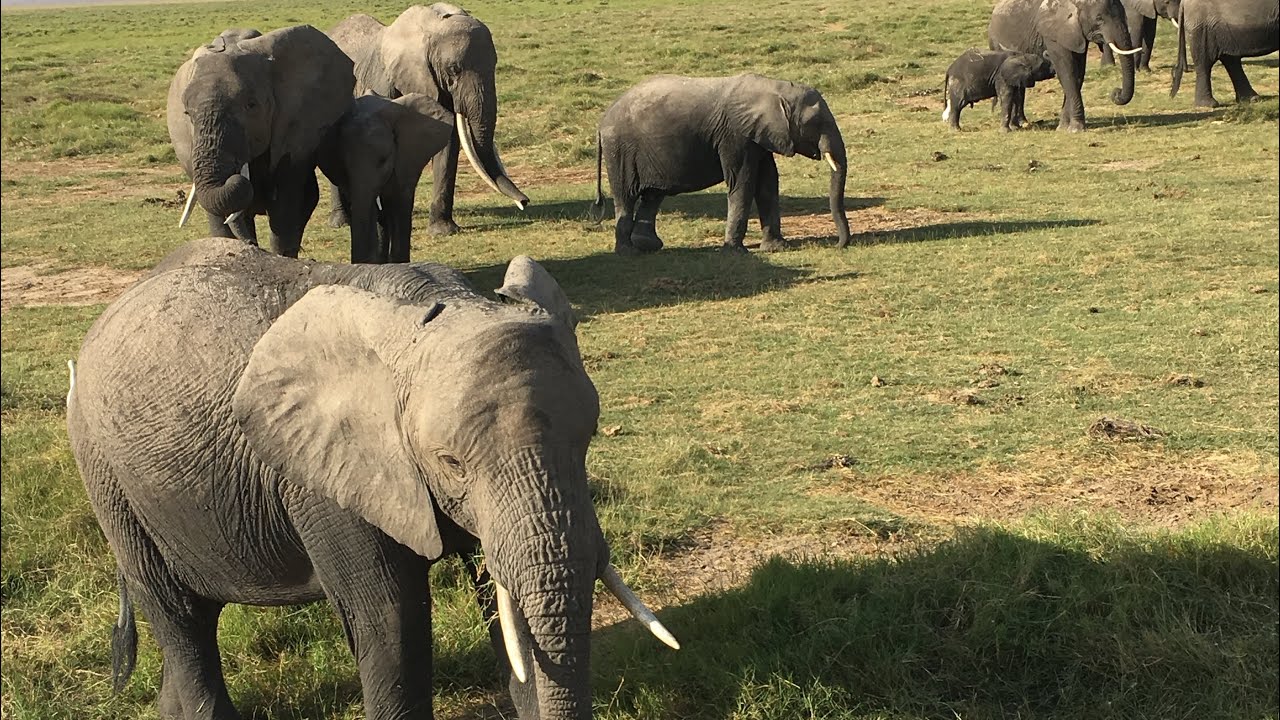 Kenya and Zanzibar 2019