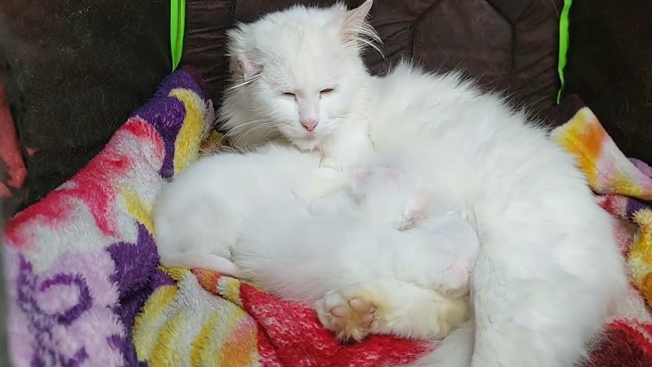 Kittens Are 2 Week Old Now Getting Naughty
