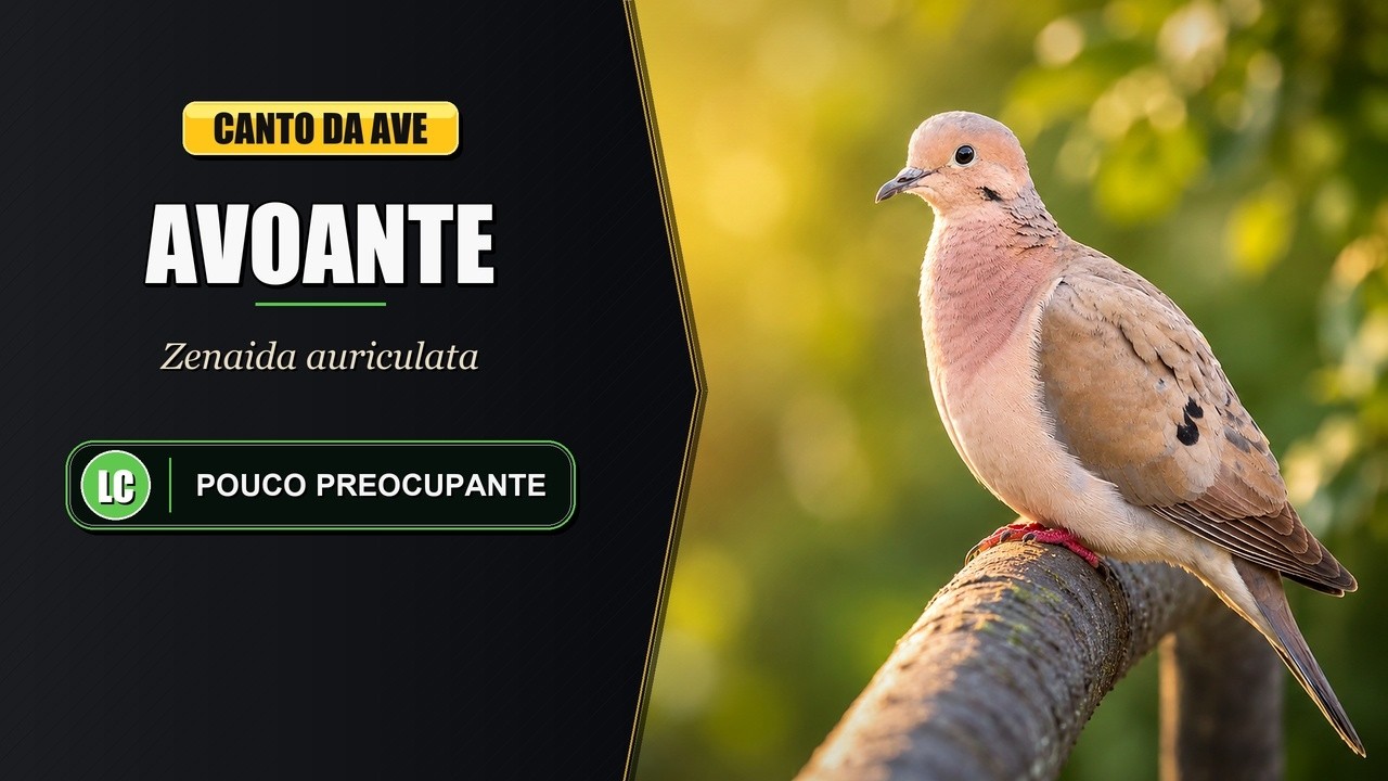 Canto da Avoante / Pomba de Bando / Arribaçã / Arribação | Eared Dove | Zenaida Auriculata