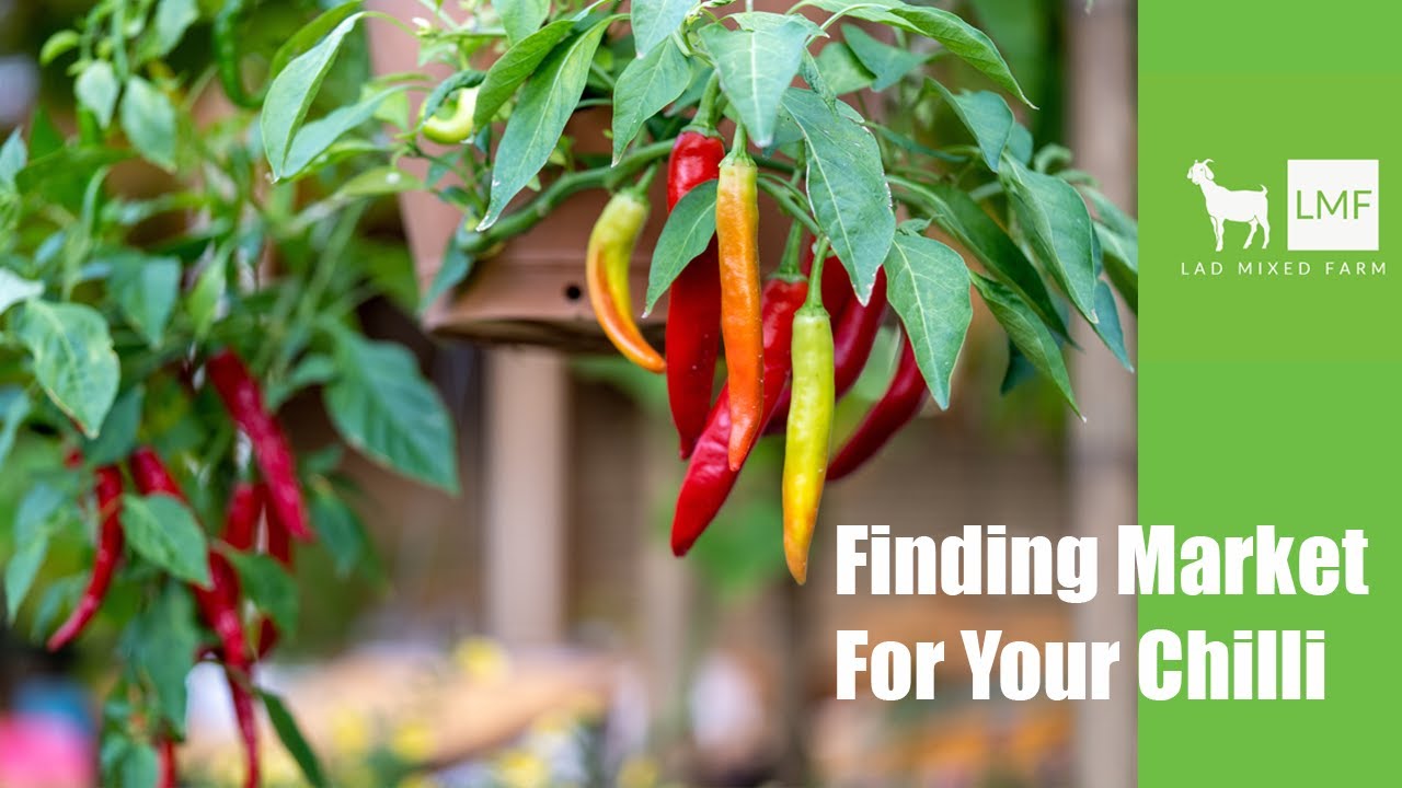 Finding Market For Your Chilli in Uganda: Update 02 (July 2023)