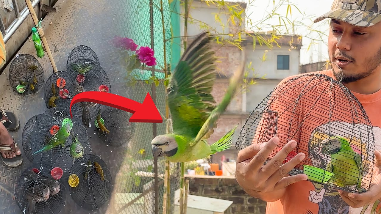 খাঁচা থেকে মুক্ত করে দিলাম ২০ টি বন্য পাখি | Wild Bird Rescue