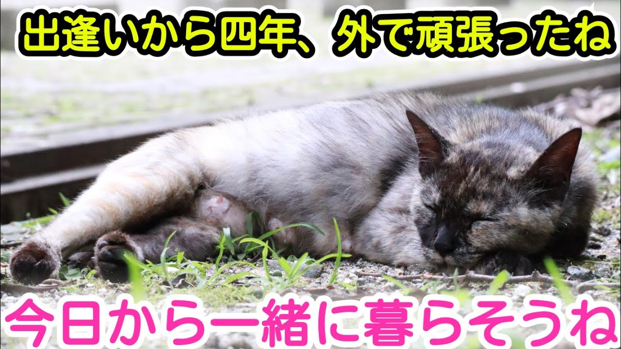 【野良猫保護】出逢いから4年、満身創痍のみんなのお母さん猫を保護しました【最後にお知らせ】