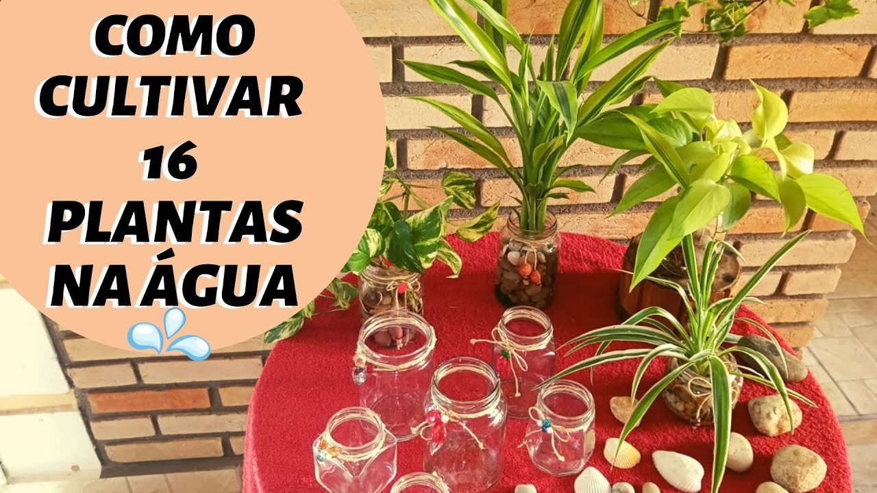 Como CULTIVAR 16 PLANTAS NA ÁGUA/jardim em VIDROS