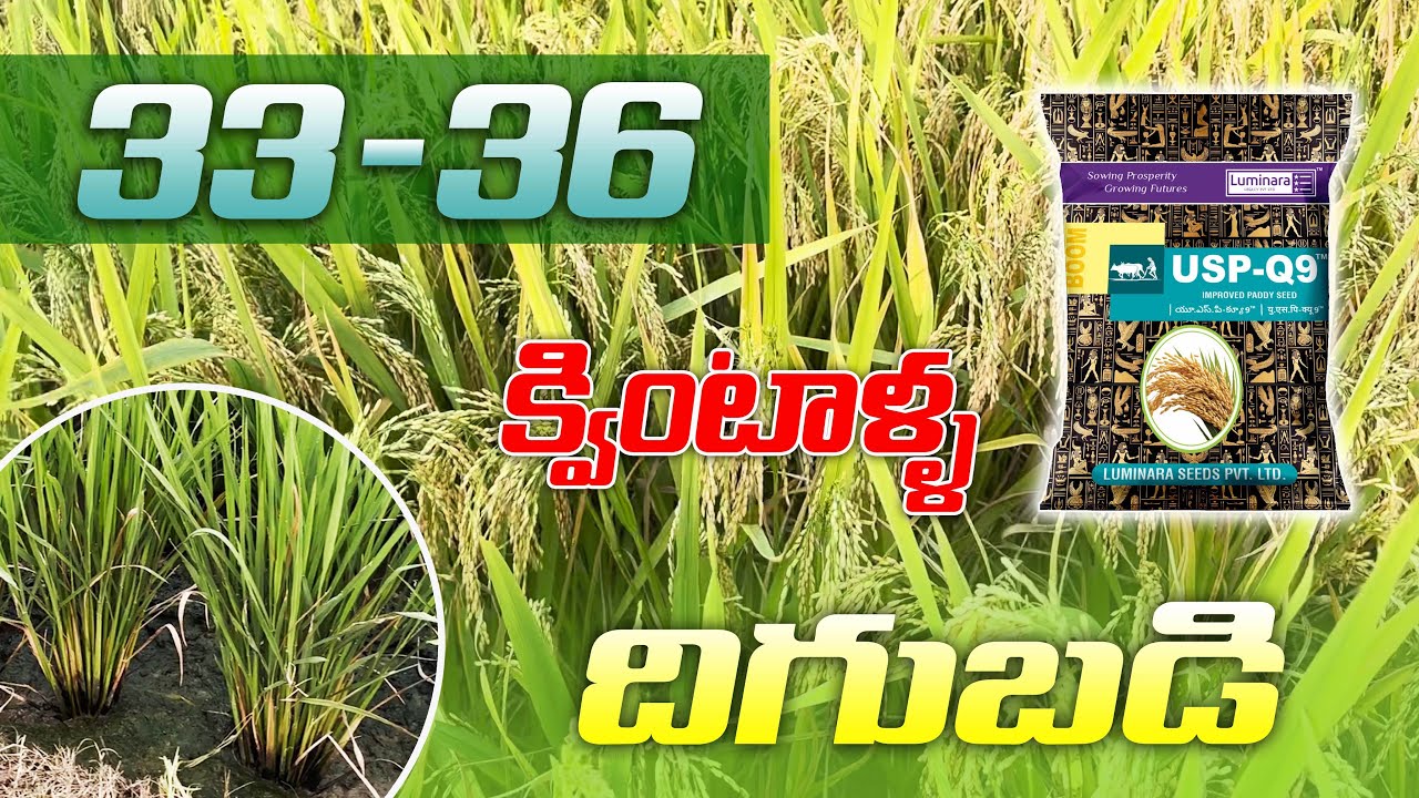 USP -Q9 ఒక ఎకరానికి 33-36 క్వింటాలు దిగుబడి|ANNADATHA RYTHU SEVA KENDRAM