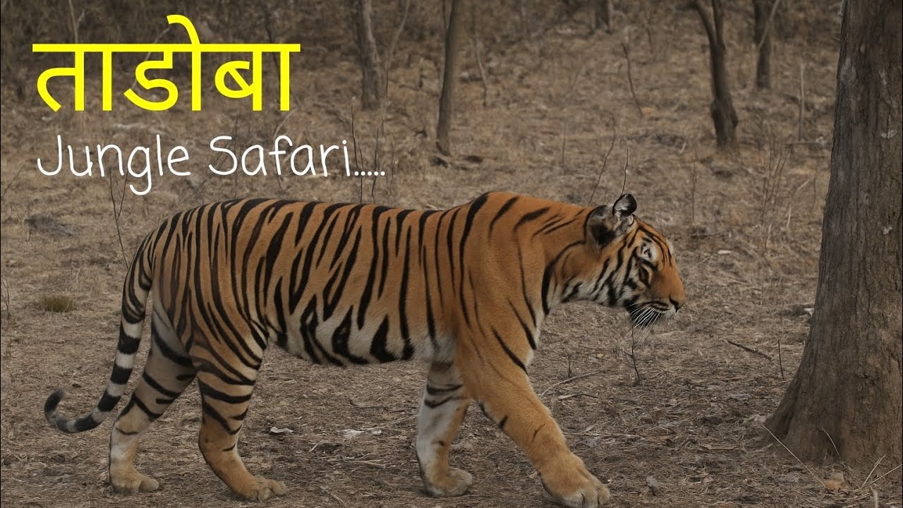 Tadoba Jungle Safari | Tadoba Andhari Tiger Reserve | Tadoba National Park