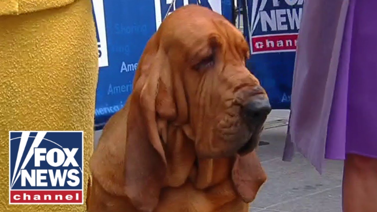 Trumpet becomes first bloodhound to win Westminster Dog Show