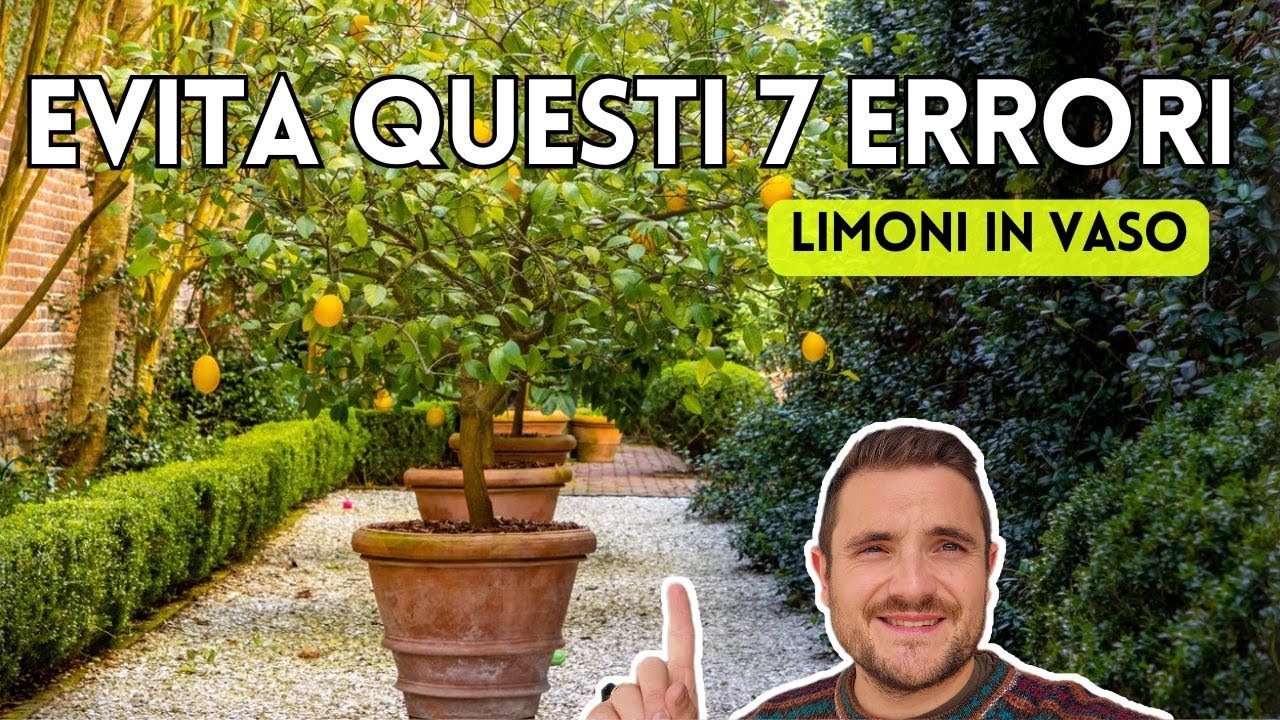 7 ERRORI DA EVITARE PER LIMONI IN VASO FELICI