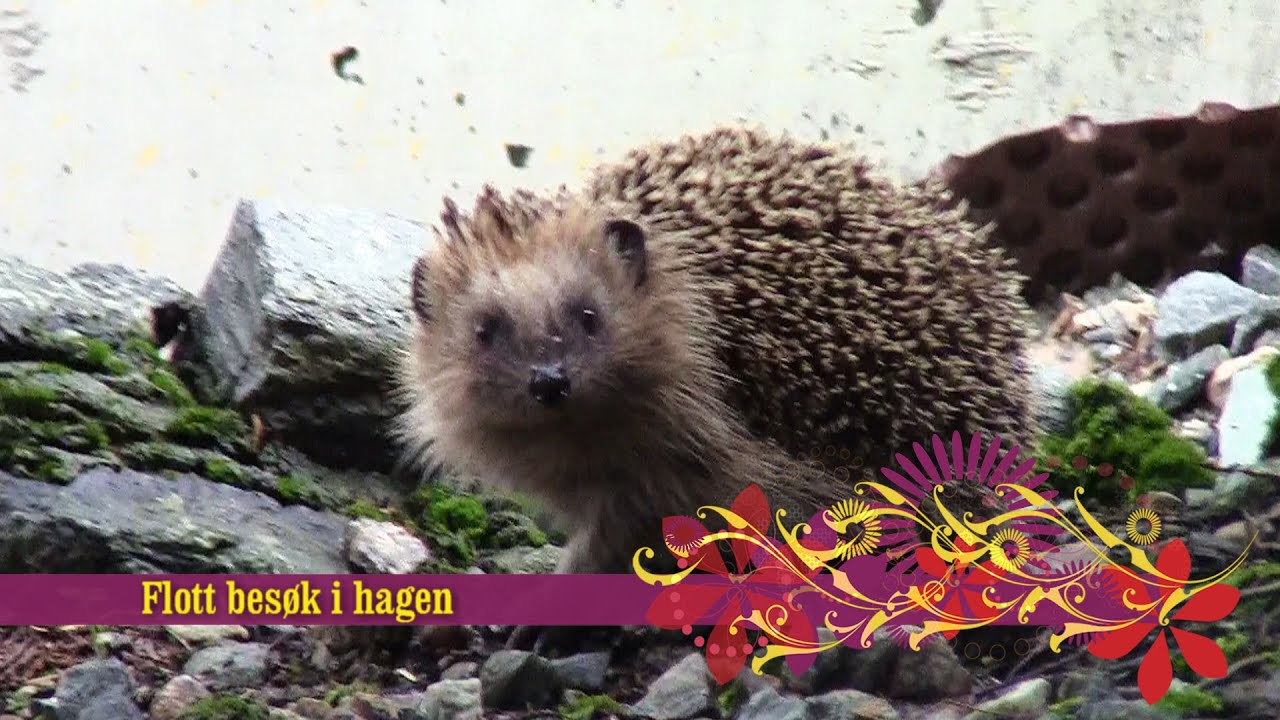 Pinnsvin og katt