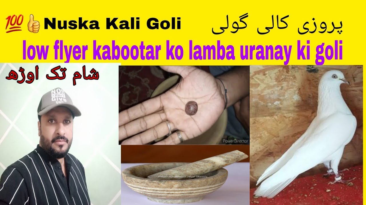 🎁Parwazi Goli Low flyer kabootar ko do کبوتر کو لمبی پرواز کا نسخہ