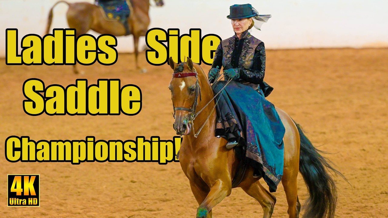 HA/AA Ladies Side Saddle Champ All Disciplines at Region 7 Arabian Horse Show