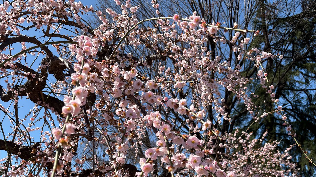 枝垂れ梅の花言葉「忍耐」　　　　　　　　　　　　　　　　癒しの花と音楽