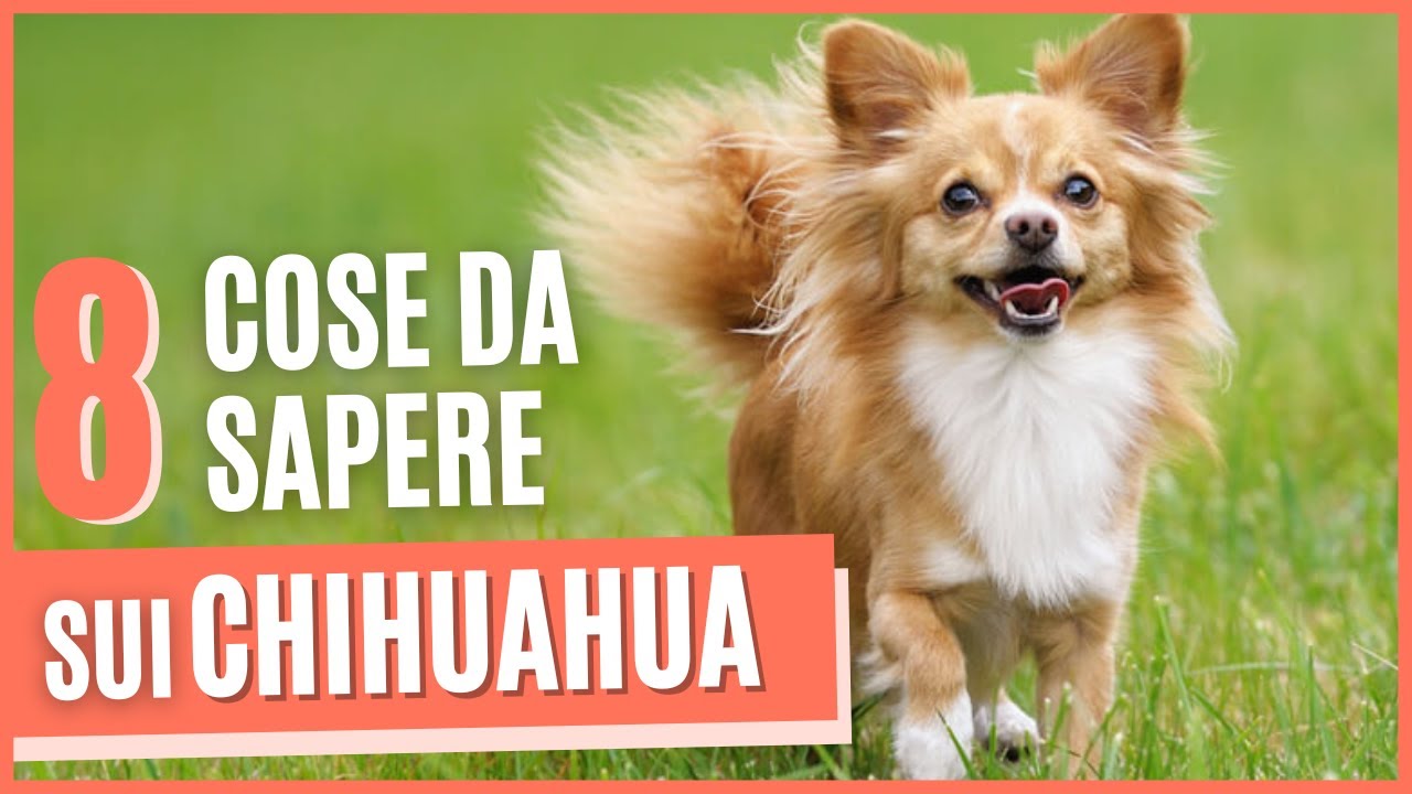 8 Cose che devi sapere sui Chihuahua | Chihuahua cane | Origini, carattere e prezzo