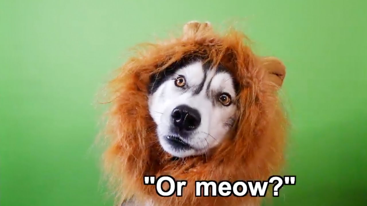 The Funniest Husky Fails!