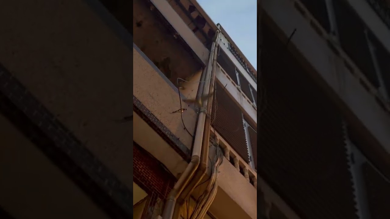 2022 Taiwan birds&rsquo; 🐦 nest 🌿🌱👀#nest #bird #dangerous #nature #shock #summer #countrylife #local