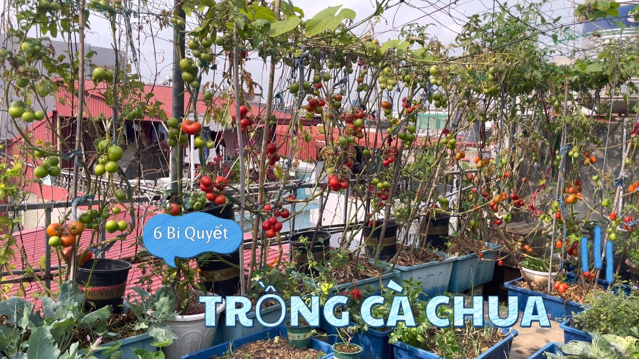 069 BÍ QUYẾT TRỒNG CÀ CHUA 🍅 khoẻ mạnh trên vườn sân thượng bạn nên áp dụng để có mùa thu hoạch lớn