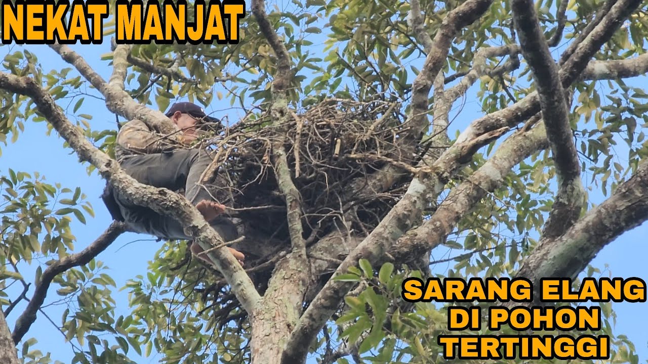 NEKAT MANJAT POHON TERTUA DEMI SARANG RAKSASA