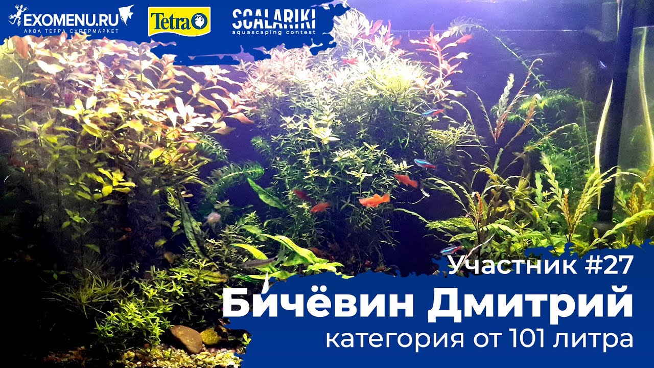 Аквариум 164 л Участник №27 в категории от 101 литра #Scalariki​ Aquascaping Contest 2021