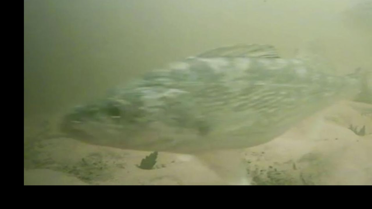 Wolf River Cam LIVE