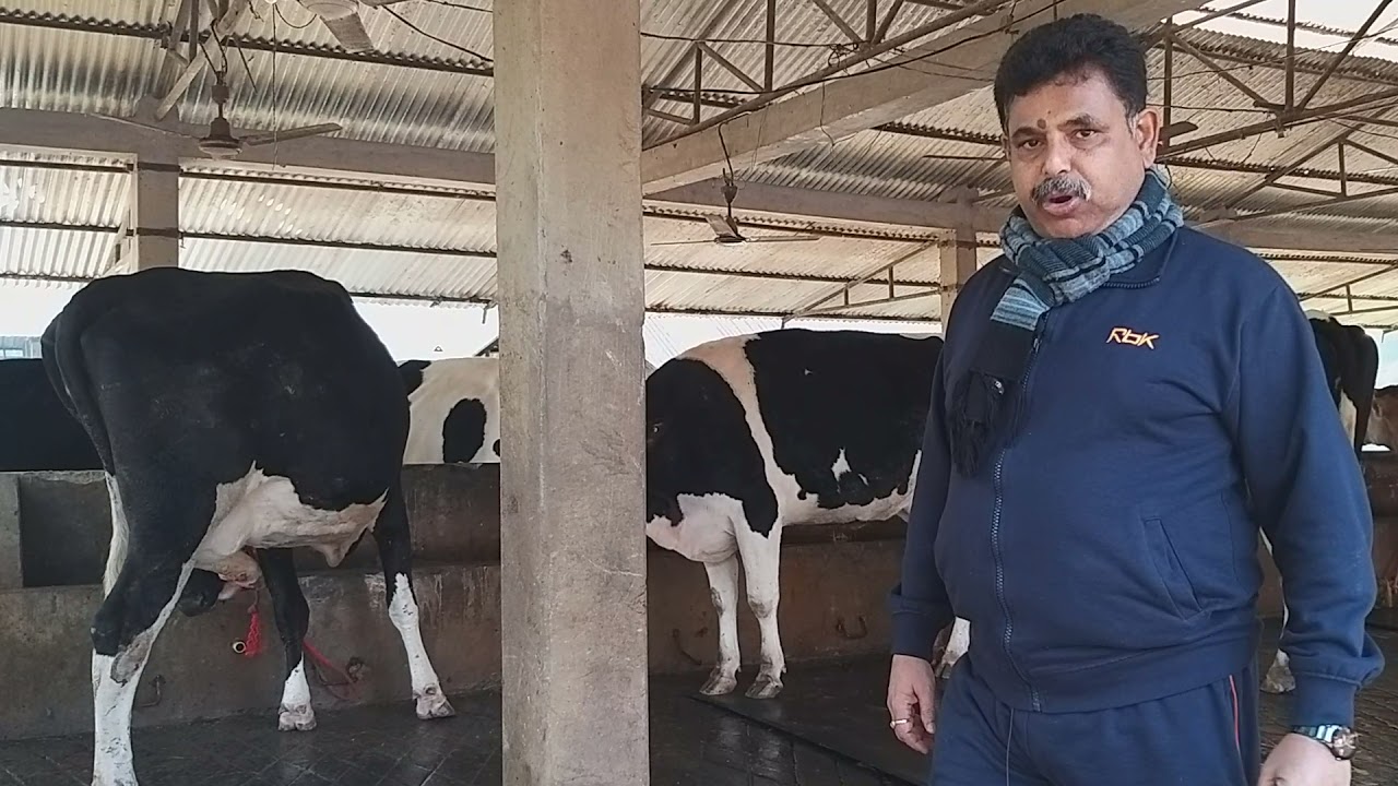 গৰুক কেলচিয়াম প্ৰয়োগৰ কিছু কথা