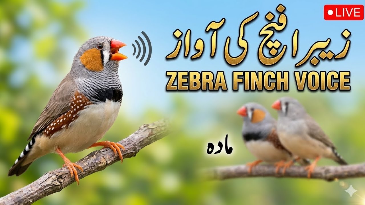 Zebra finch male and female difference|Zebra finch voice|zebra finch crossing voice 
