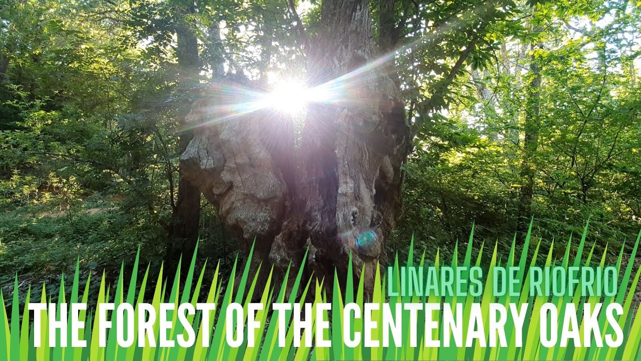 The Forest of the Centenary Oaks. Linares de Riofrio, Salamanca, SPAIN