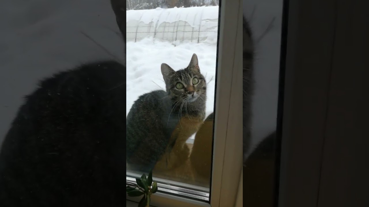 Целых трое быстро унеслись)) #cat #лесной #зима #живо