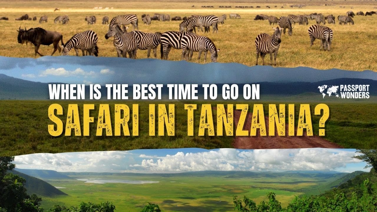 When Is the Best Time To Go on Safari in Tanzania? | Month by Month Guide | Passport Wonders
