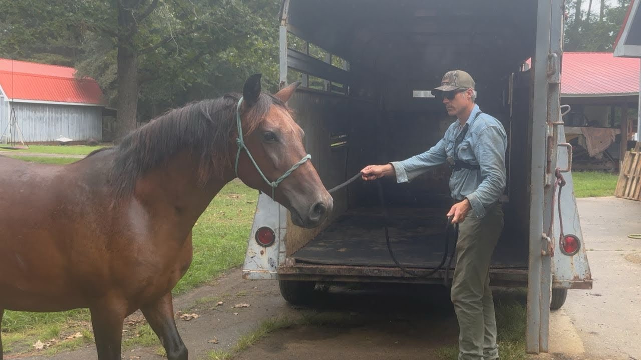 Difficulty Trailering A Feral Horse