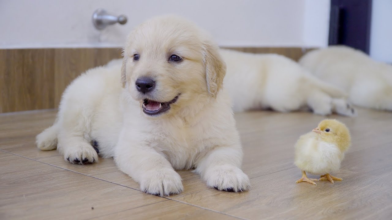 生まれて初めて子犬を見たひよこの反応が面白すぎた！