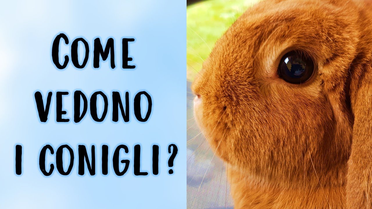 Come VEDONO i Conigli?