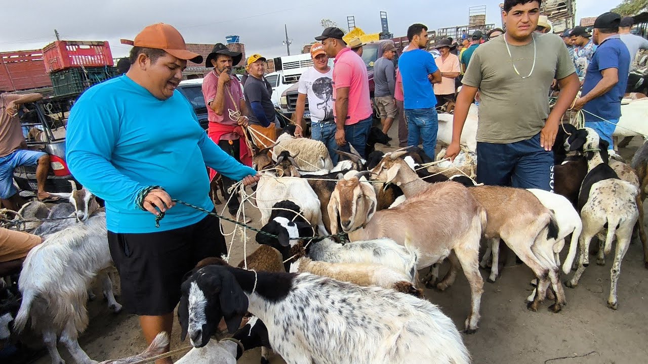 FEIRA DO BODE OVELHA CABRAS DE CAMPINA GRANDE-PB 14/01/2026