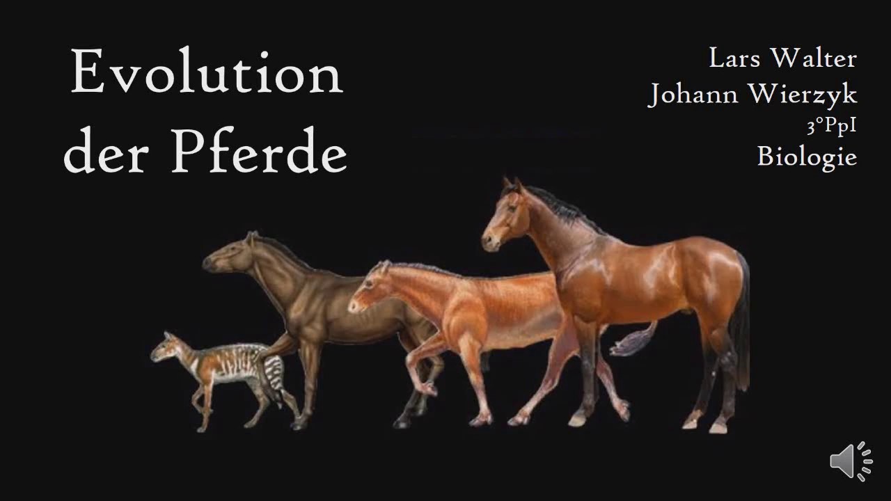 Evolution der Pferde