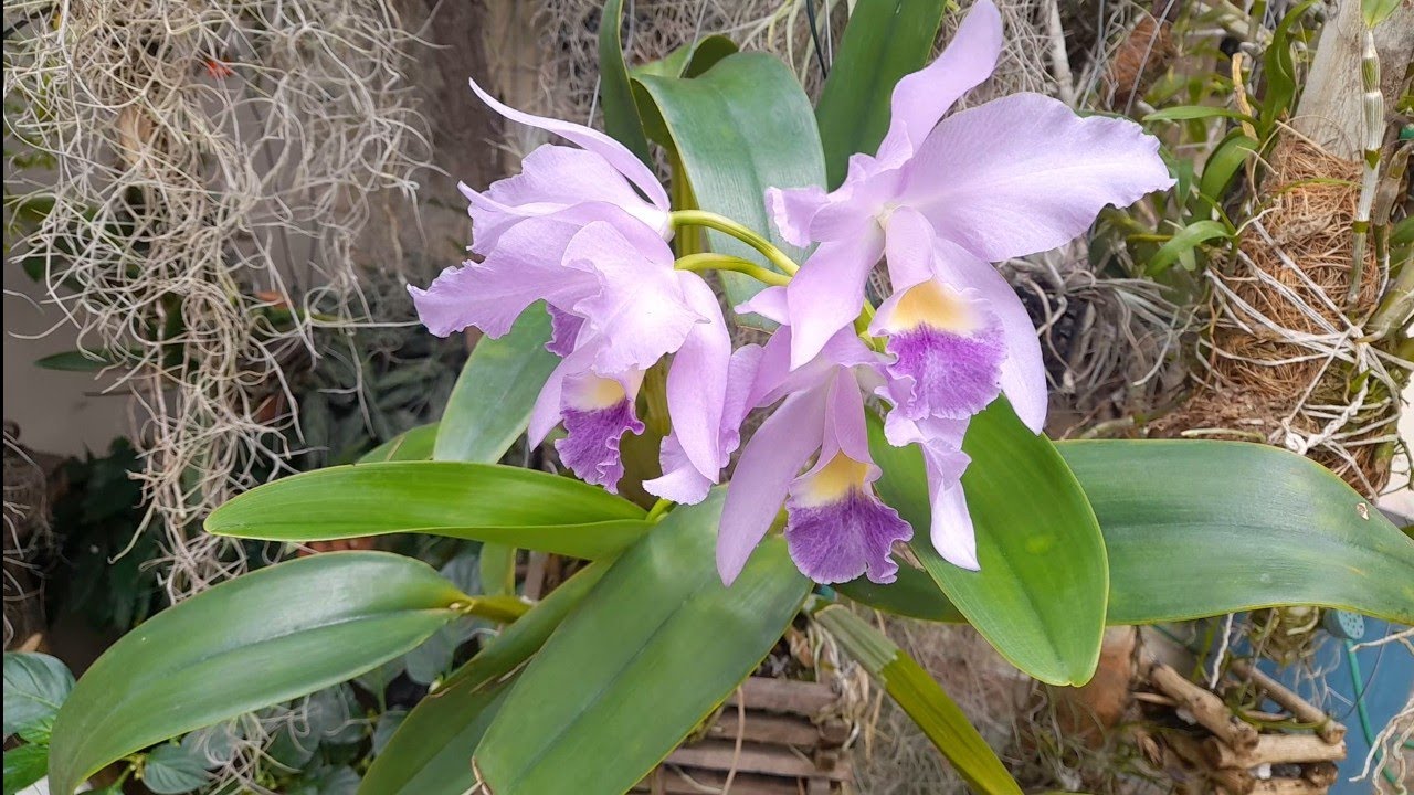 🟢 ORQUÍDEAS CATTLEYA BOWRINGIANA COERULEA, RODRIGUESIA DECORA, VANDA!#orquídea #cattleya #decora