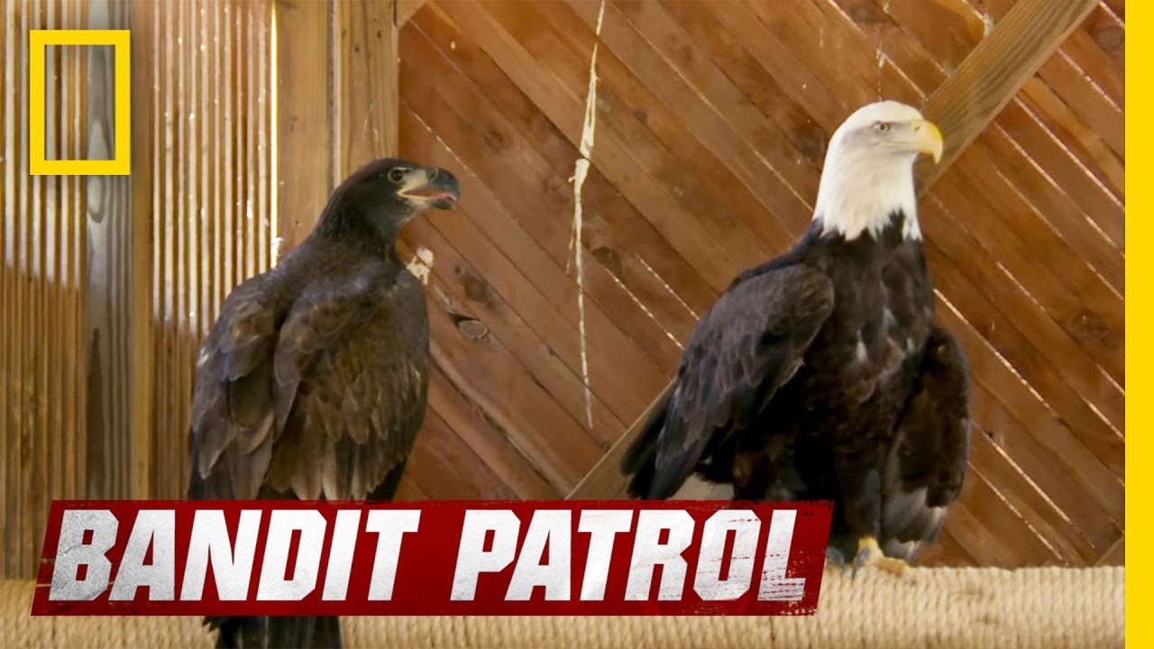 Birds of a Feather Perch Together | Bandit Patrol