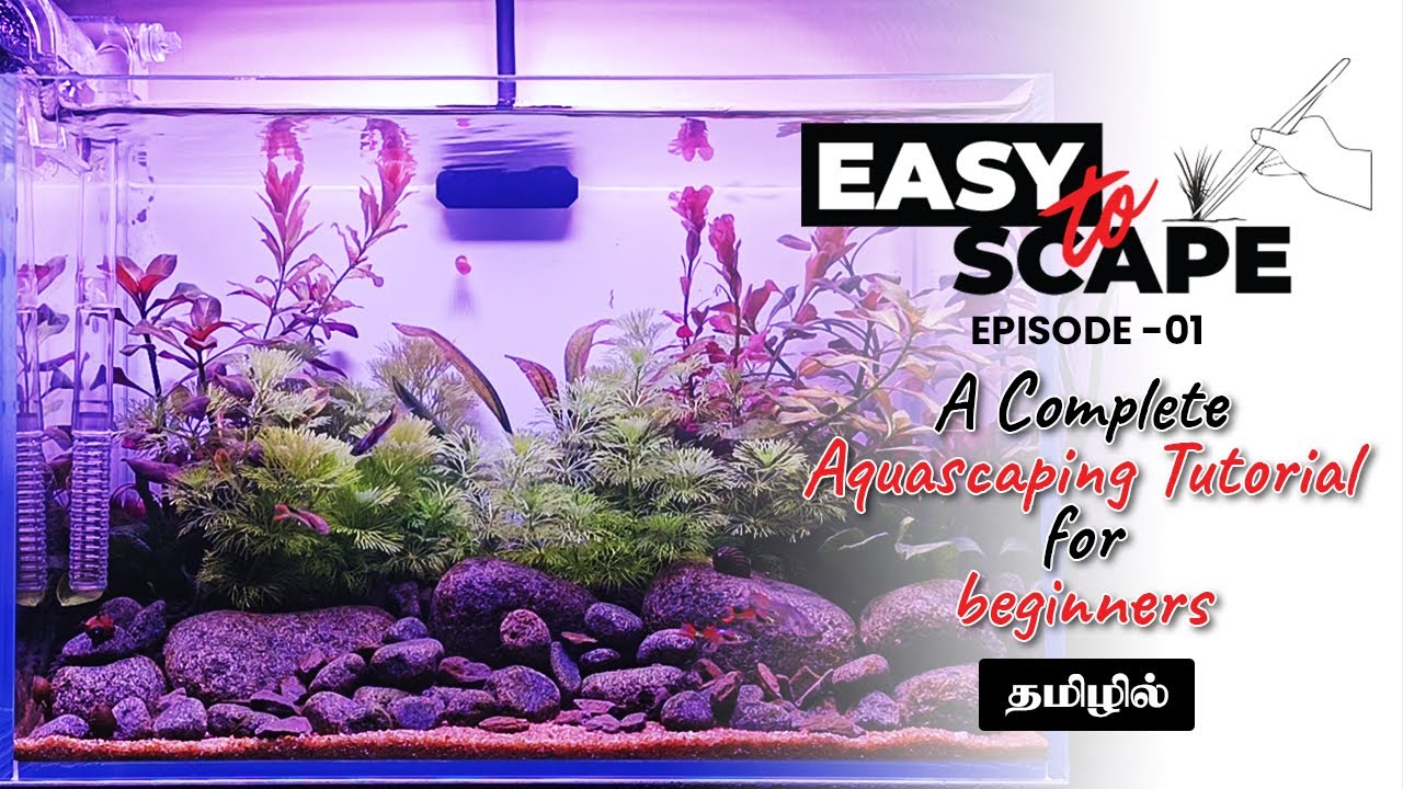 Easy To Scape - A Complete Aquascaping Tutorial for Beginners | Episode 01 | Tamil #amudhaquascapes