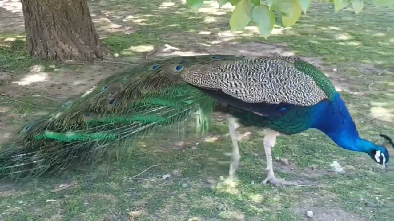 Ecoparque 🇦🇷 Mi visita por 1° vez 