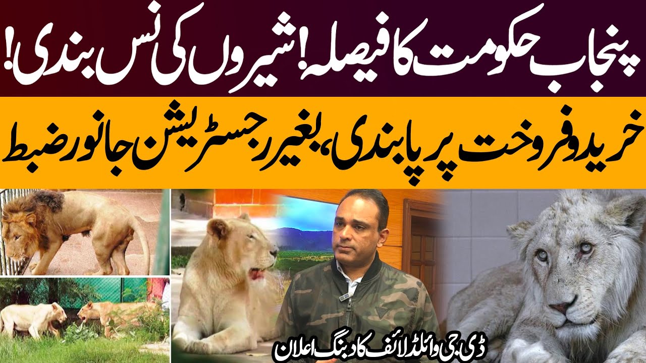 Punjab government's decision! Sterilization of lions! Ban on Sale Purchase
