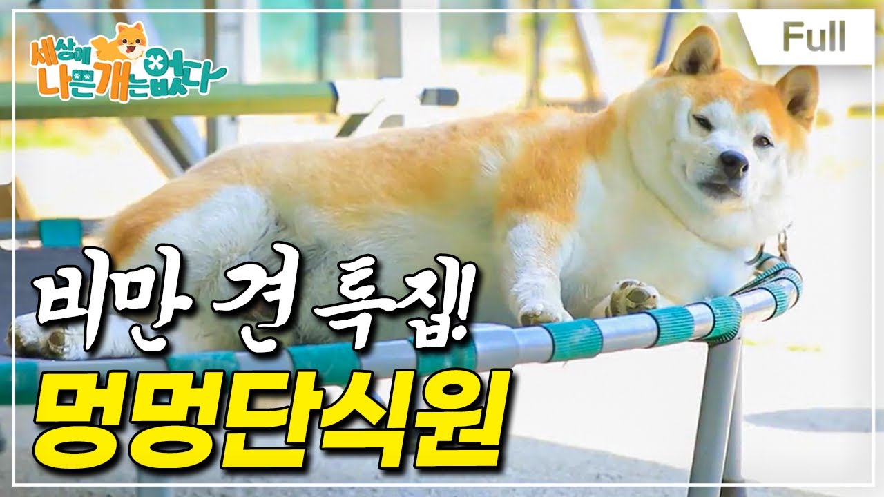 [Full] 세상에 나쁜 개는 없다 - 비만 견 특집! 멍멍단식원
