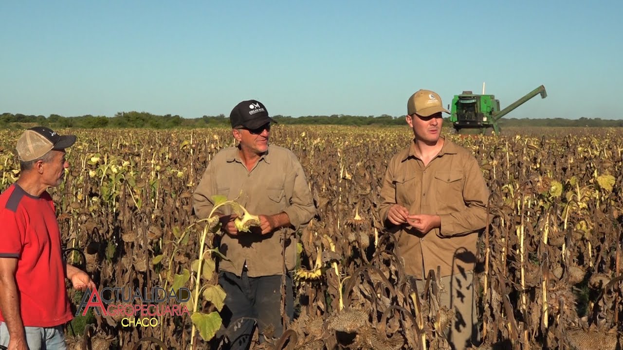 Cosecha de Girasol - Intimayo - Coronel Du Graty Chaco - Notas: Ayrton y Edgardo Bucholz.