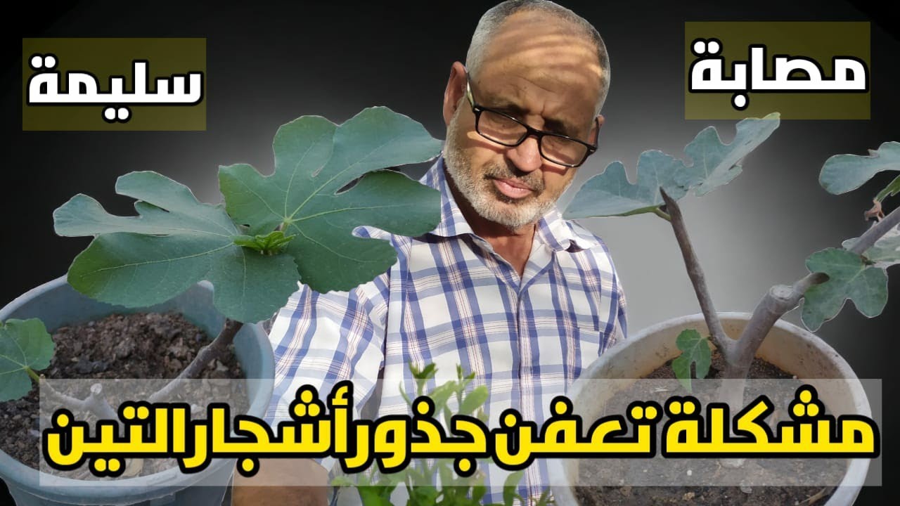 تعرف على الآفة الزراعيةالخطيرة: تعفن جذور أشجار التين ،طريقة الوقاية و علاج النبات