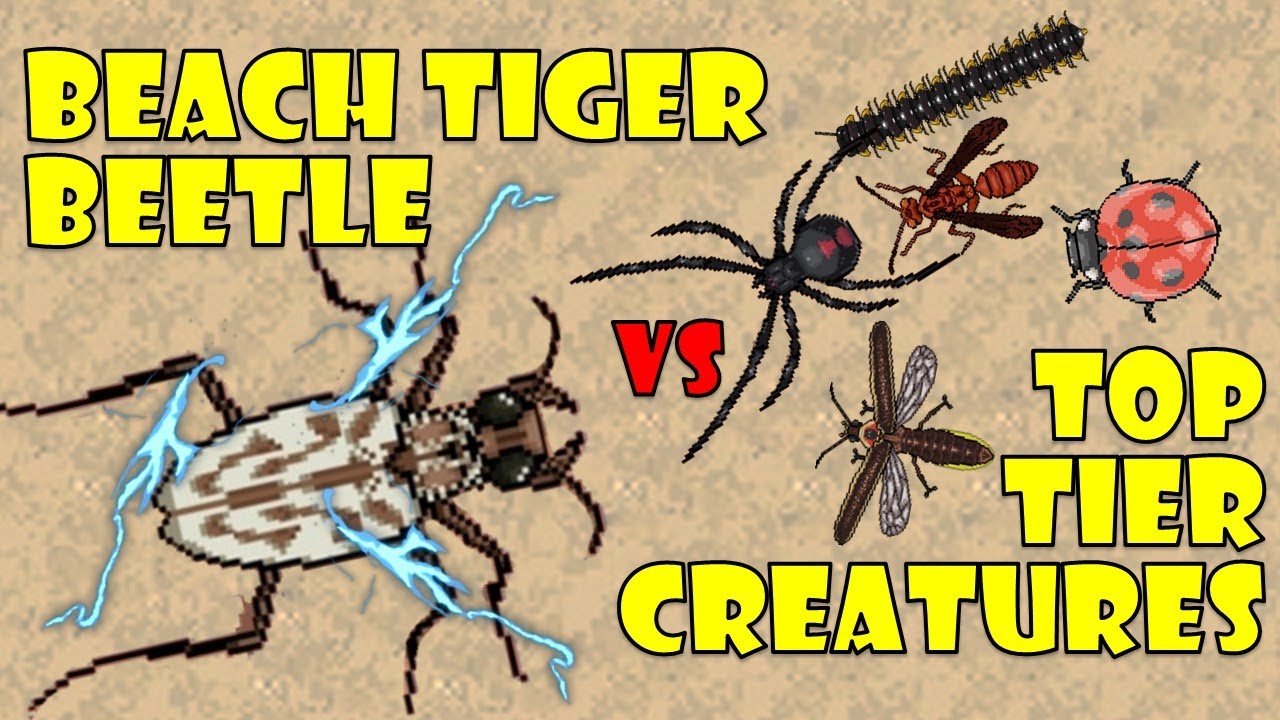 Northeastern Beach Tiger Beetle Review - Pocket Ants - Smart Daddy