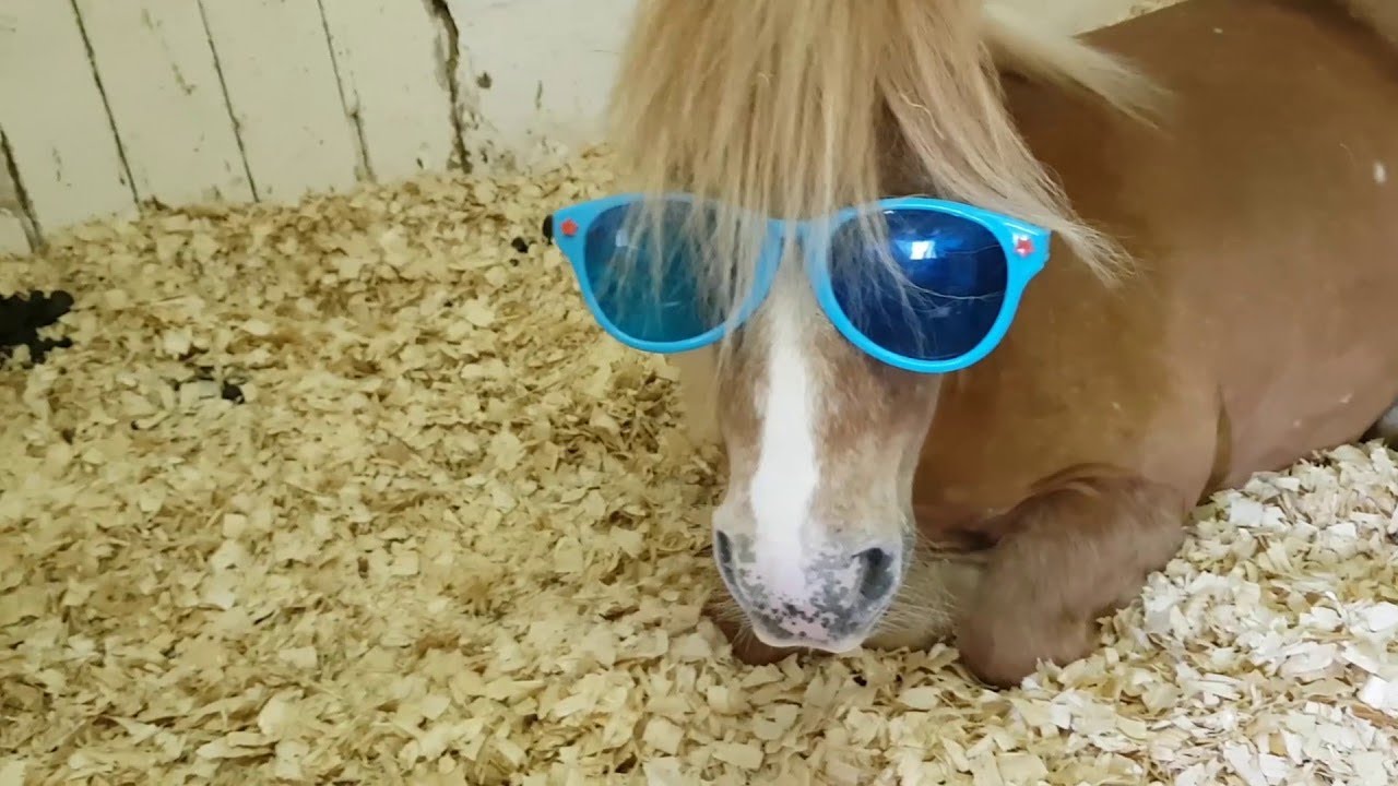 Horse Wearing Sunglasses || ViralHog