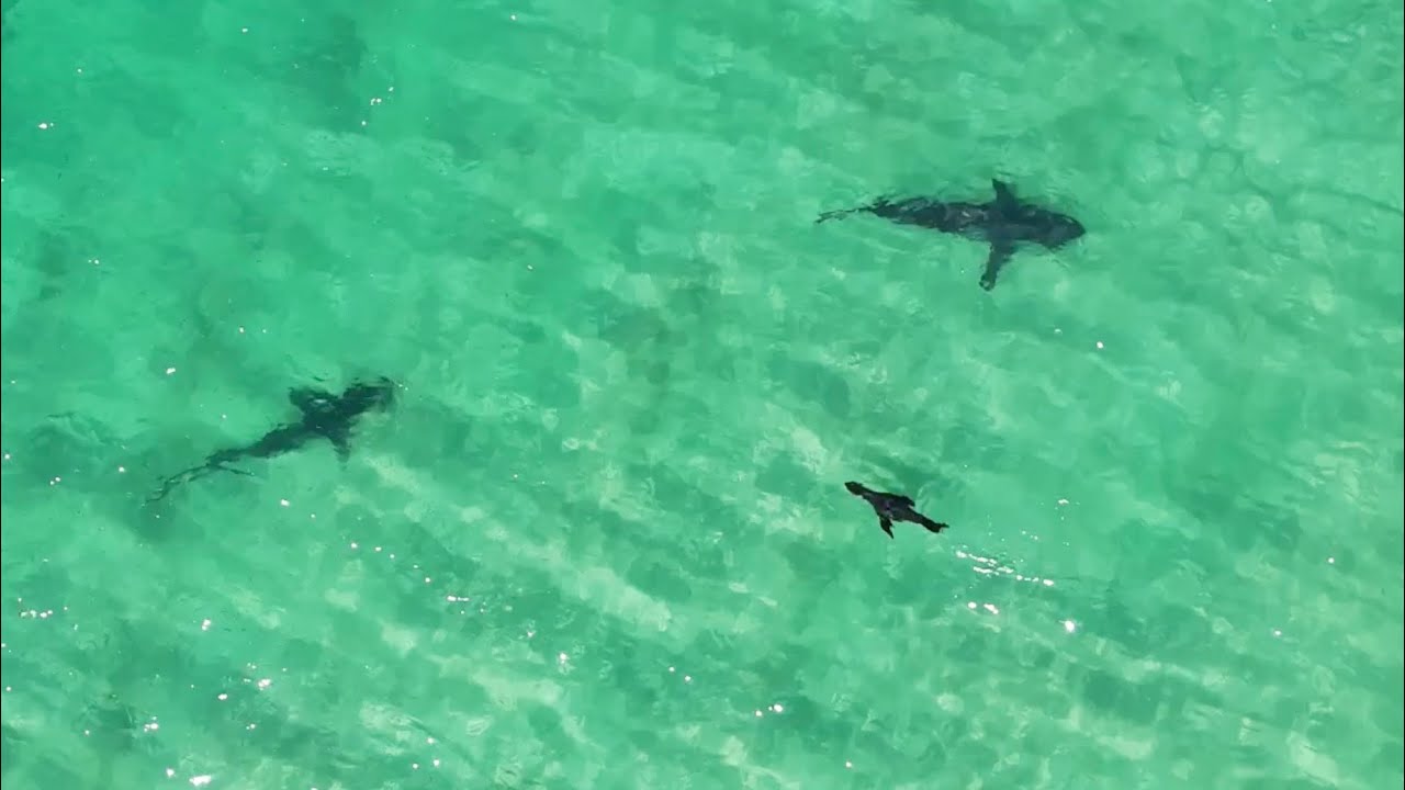 Plettenberg Bay - Dance of the deep 