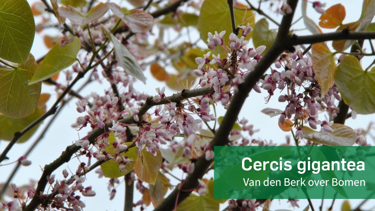 Cercis gigantea - Van den Berk over Bomen