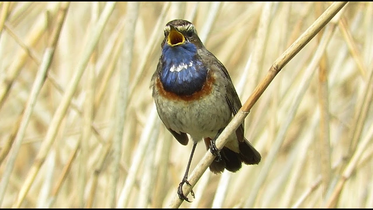Singing male White-spotted Bluethroat - Luscinia svecica - Blauwborst / Kruibeke - Belgium / 19-4-21