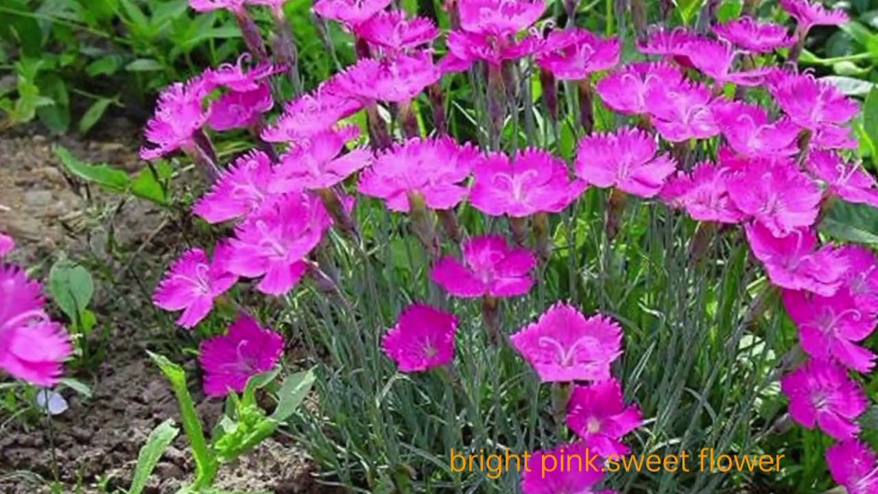 Bright pinksweet beautiful flower ☘️☘️