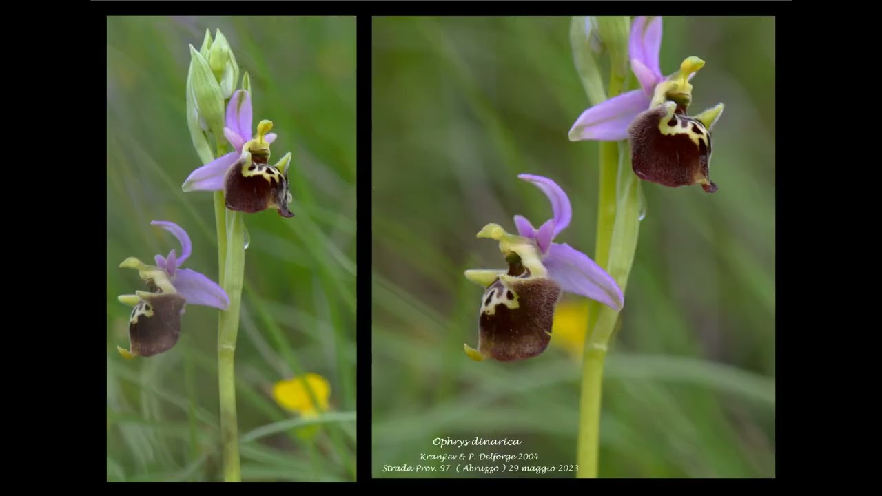 Orchidee spontanee dell'Abruzzo 2023