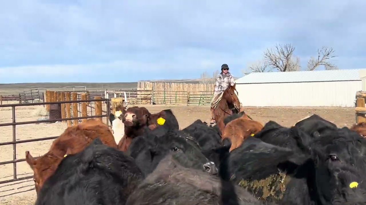 SS Dynamite Eyed -2019 gelding
