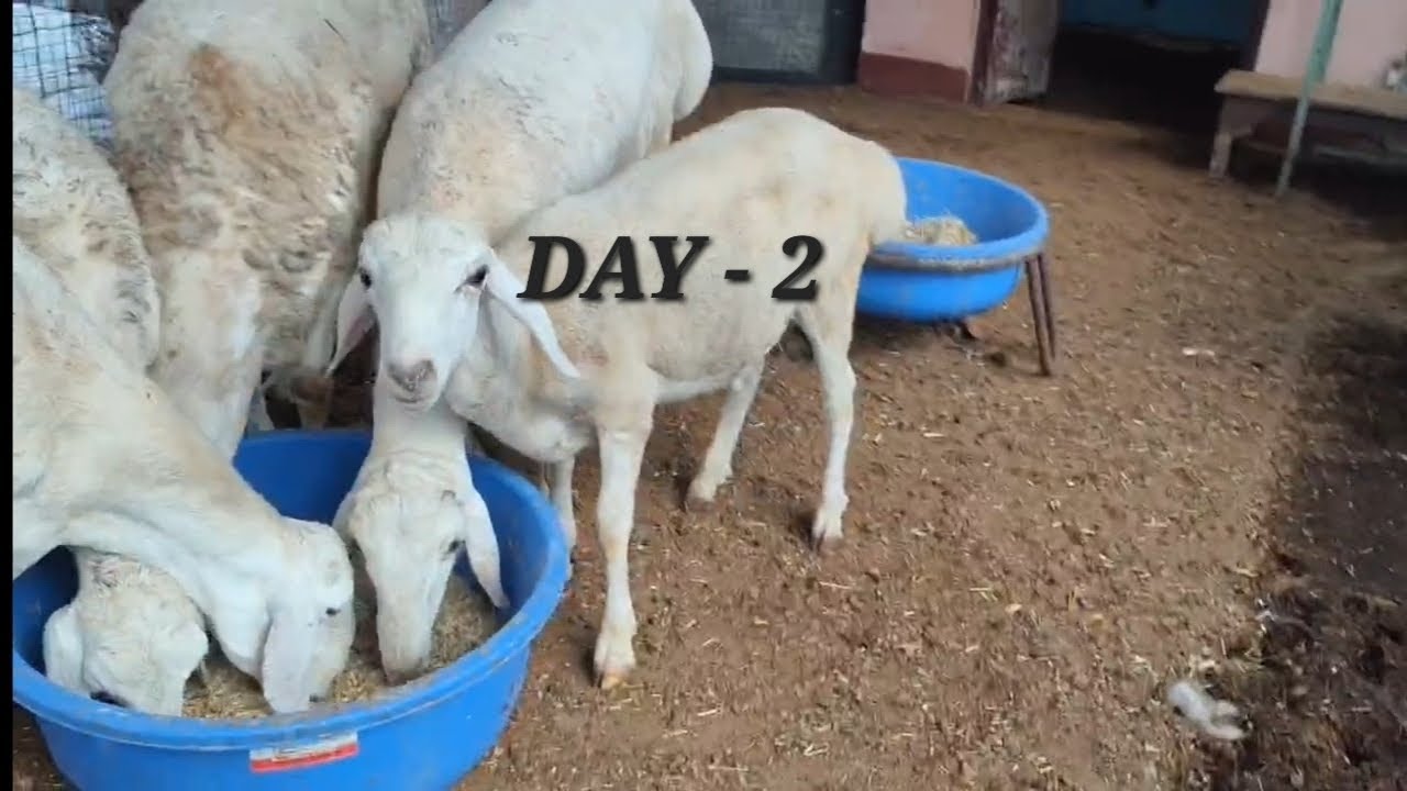 Turkey Dumba Day 2 At Vilayati Sheep Farm | Mashallah Extreme Quality | Dumba Kid Vlog