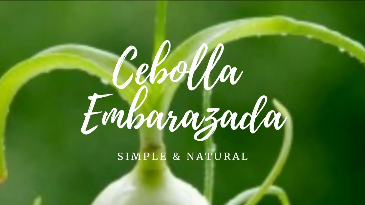 Como trasplantar la CEBOLLA EMBARAZADA. Albuta Bracteata